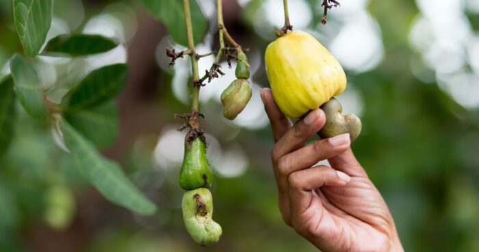 Kešu roste na stromě jako pecka kešu jablíčka. Tento strom se jmenuje ledvinovník západní a najdete ho na tropických plantážích. 