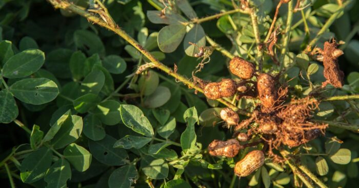 Plodem podzemnice olejné  je lusk obsahující semena s typicky fialovočerveným papírovým obalem. Plody znáte jako buráky nebo arašídy.