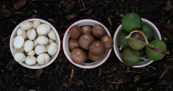 Čerstvý makadamový ořech