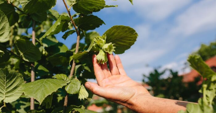 Nezralé plody na lísce obecné.
