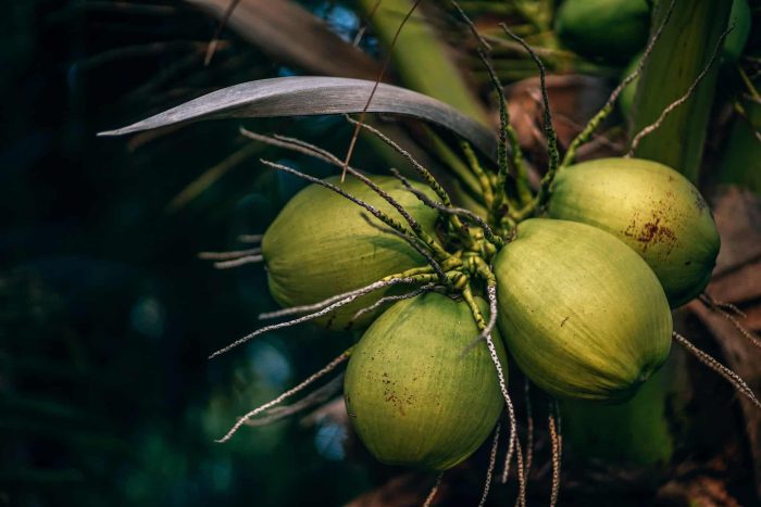 Kokos roste na kokosovníku ořechoplodým.