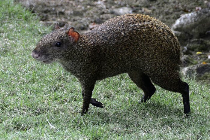 Agouti (paka) – jediné zvíře, které rozlouskne skořápku para ořechu