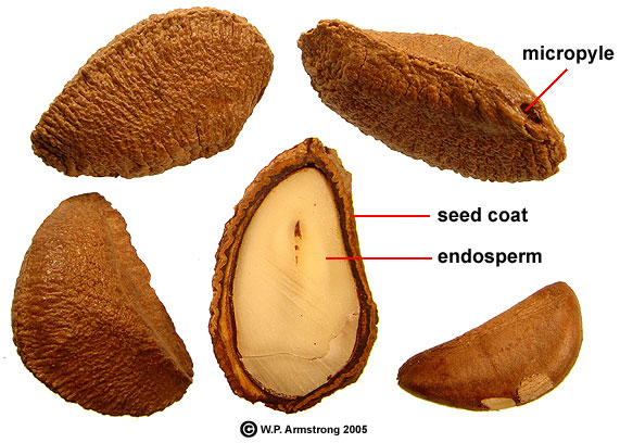 Plod para ořechu