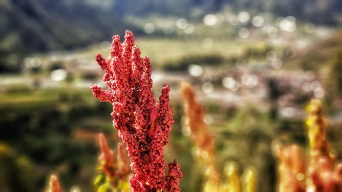 Merlík čilský či quinoa, je rostlina která je v Latinské Americe využívána převážně jako obilovina.