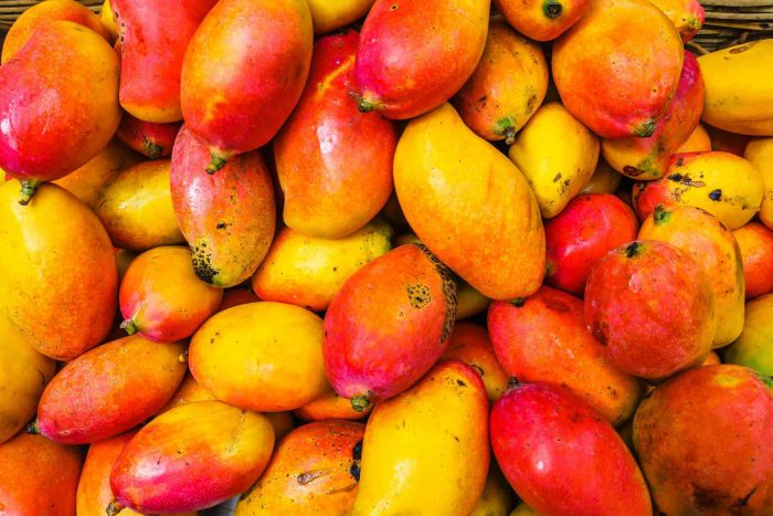 Kdy začne plodit mango? Většinou začíná plodit až po 4 letech.