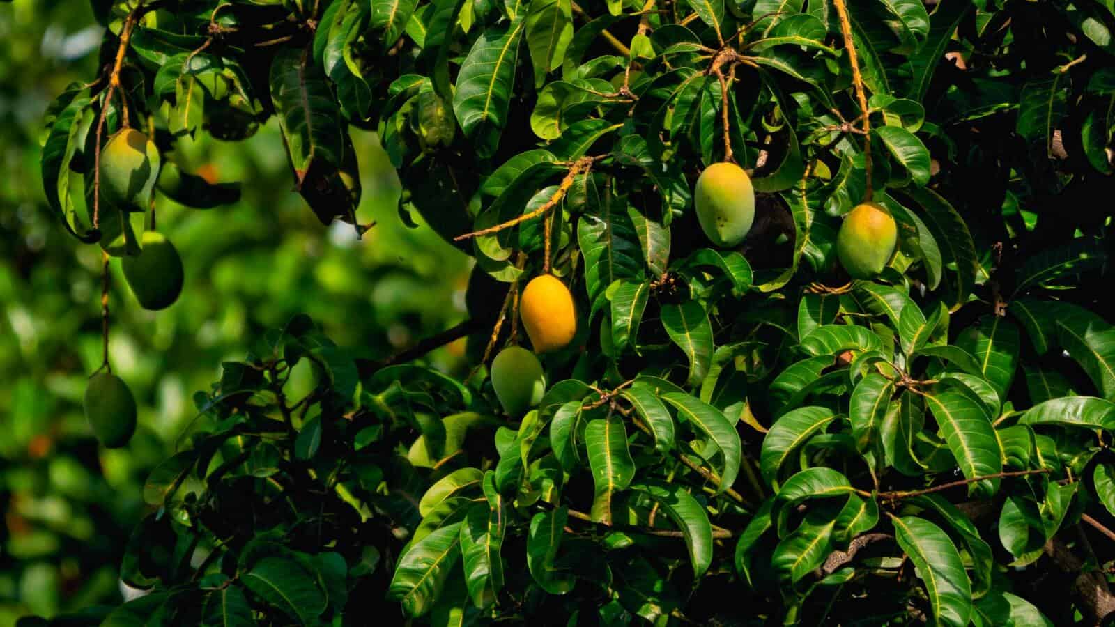 Mango: vše, co o něm potřebujete vědět - Ochutnej Ořech