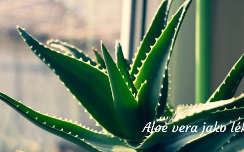 Aloe vera: Lék na spálení od sluníčka