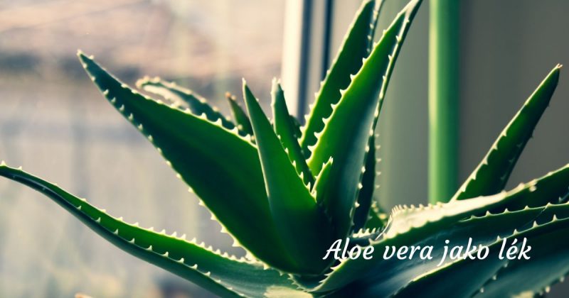 Aloe vera: Lék na spálení od sluníčka