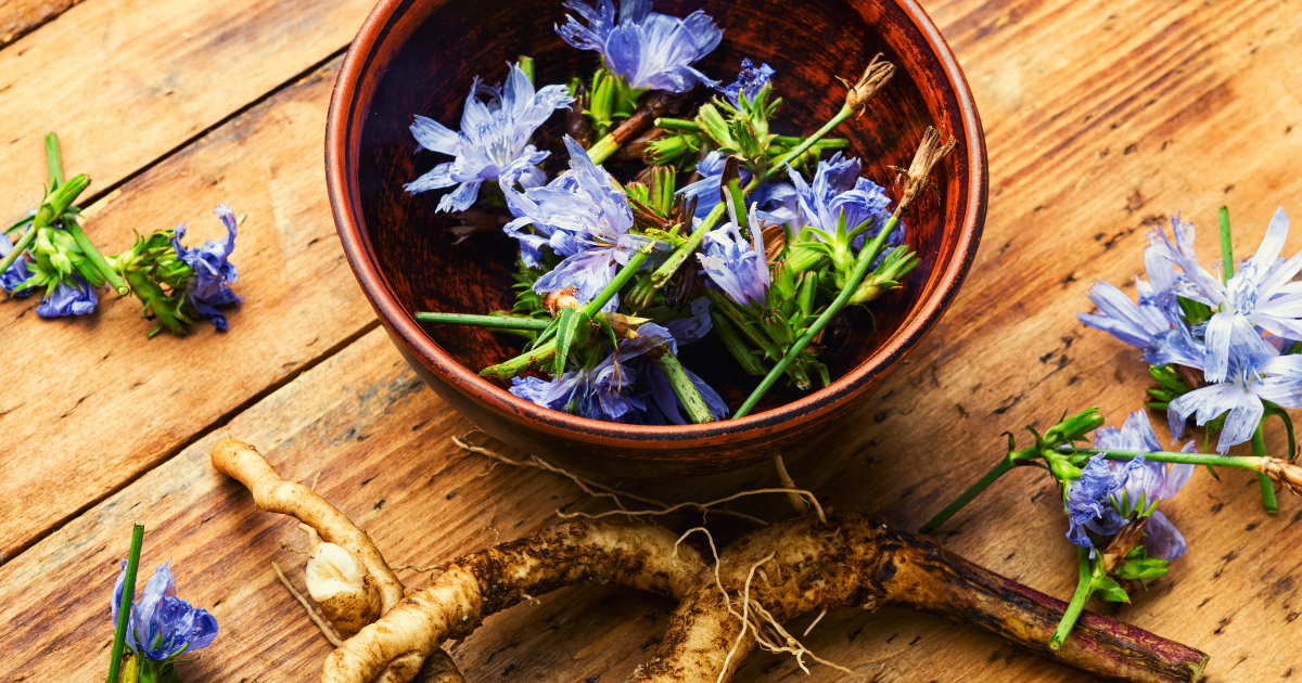 Z čeho se vyrábí čekankový sirup