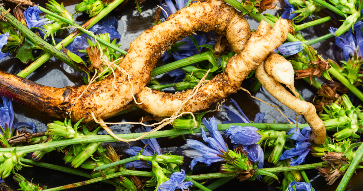 Jak usušit kořen čekanky